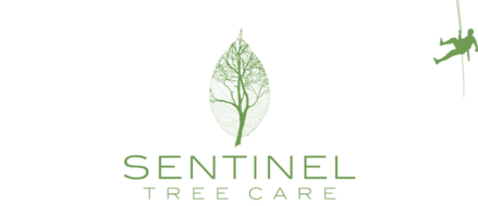 Sentinel Tree Care Logo